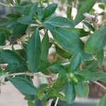 Serissa japonica Hoja