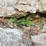 Asplenium ceterach Habit