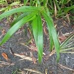 Paspalum fasciculatum Leaf