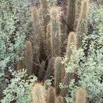 Cleistocactus baumannii Natur