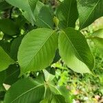 Viburnum lentago ഇല