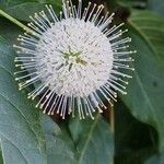 Cephalanthus occidentalis Кветка