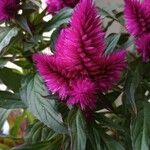 Celosia argentea Квітка