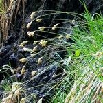 Sesleria caerulea Tervik taim