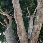 Ficus thonningii Bark