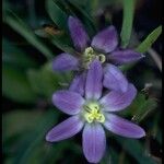 Brodiaea terrestris फूल