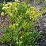 Crithmum maritimum 葉