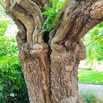 Catalpa bungei Azala