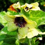 Hyoscyamus niger Flower