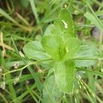 Veronica beccabunga Leaf