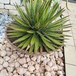 Agave filifera Leaf