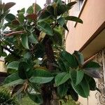 Ficus elasticaList