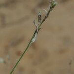 Farsetia stylosa Fruit