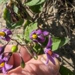 Solanum dulcamara Цветок