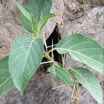 Barleria trispinosa Φύλλο