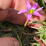 Romulea rosea Hábitos