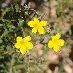 Fumana thymifolia Flor