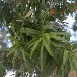 Podocarpus macrophyllus 叶