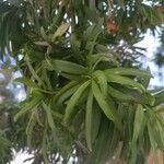 Podocarpus macrophyllus 葉