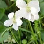 Viola striata Flor