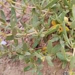 Helianthemum squamatum Hoja