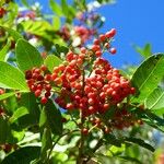 Schinus terebinthifolius Plod