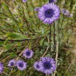 Globularia alypum L.Flower