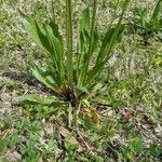 Plantago lanceolata Blad