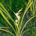 Sparganium emersum Flors