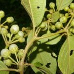 Lycianthes multiflora Meyve