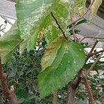 Ficus aspera ഇല