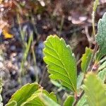 Cercocarpus montanus Foglia