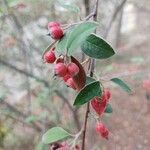 Cotoneaster pannosus 果