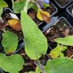 Symphytum caucasicum Folha