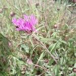 Centaurea nigraFiore