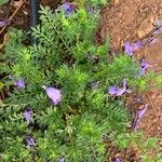 Lepidium didymum 葉