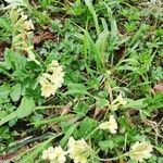 Primula elatior Flower