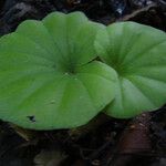 Nervilia simplex Leaf