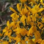 Genista scorpius Květ