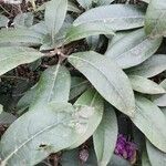 Rhododendron catawbiense List