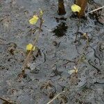 Utricularia minor Hábitos