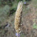 Koeleria vallesiana Flower