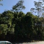 Eucalyptus grandis पत्ता
