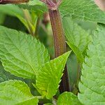 Salvia involucrata چھال