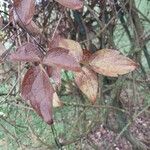 Clematis chrysocoma Hoja
