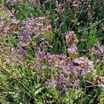 Limonium vulgareLiść