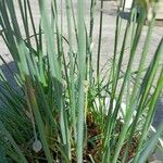 Allium tuberosum Sonstige