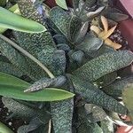 Gasteria excelsa Habitatea