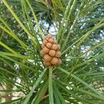 Sciadopitys verticillata Mosusu