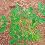 Moringa oleifera Folio